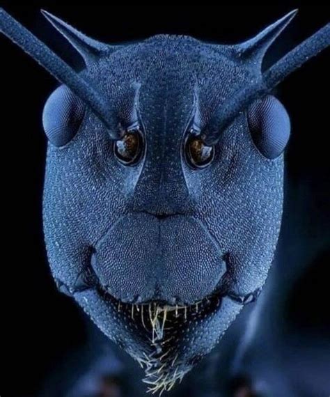 microscope ant face|Iba pa.